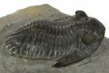 Hollardops Trilobite Fossil - Orange Eye Facets In Left Eye #345172-2